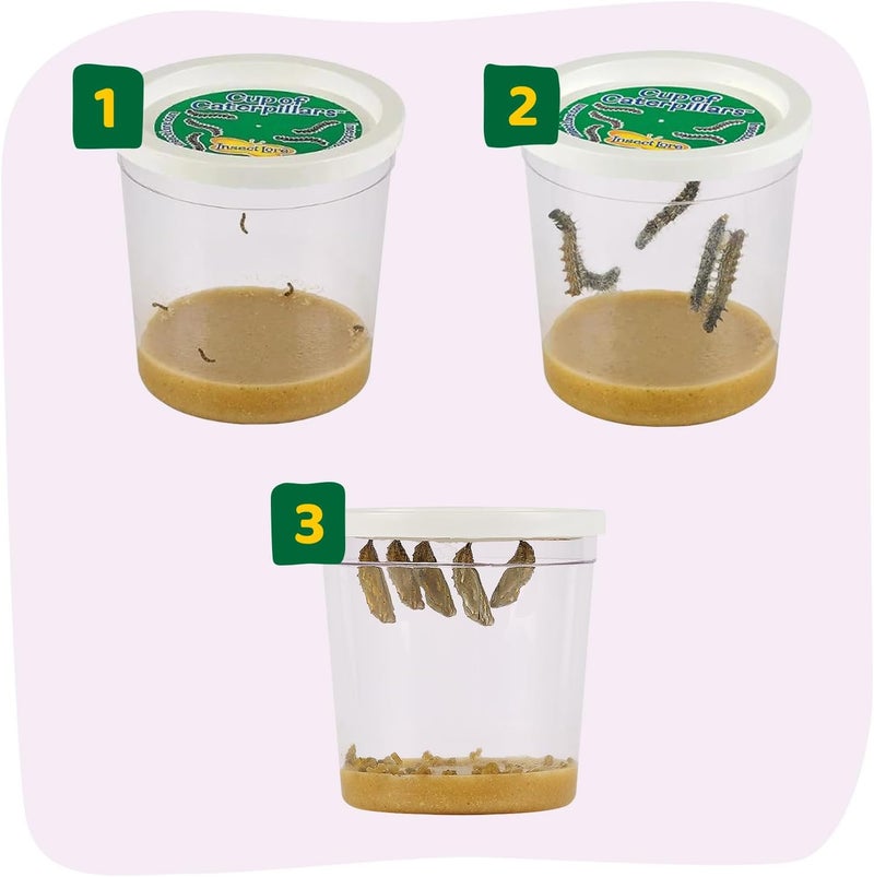 Insect Lore كوب من اليرقات الأساسية - 5 يرقات سيدة ملونة حية مع طعام - مجموعة إعادة تعبئة لحديقة الفراشات - نشاط علمي STEM للأطفال والفصول الدراسية - Image 5